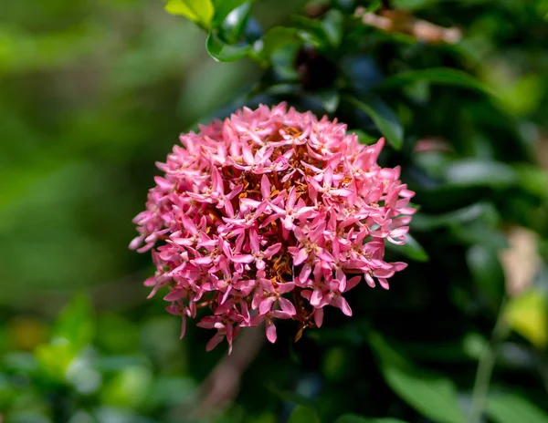 Κοντινά Πλάνα Ροζ Mini Ixora Λουλούδια Για Πράσινο Φυσικό Φόντο — Φωτογραφία Αρχείου