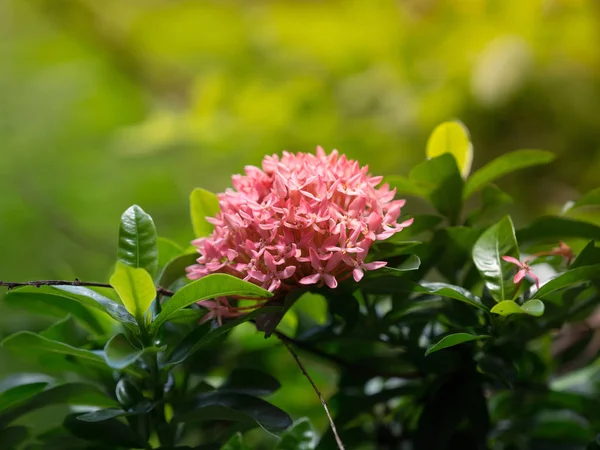 Vértes Rózsaszín Mini Ixora Coccinea Virágok Sárga Napfény Zöld Természet — Stock Fotó
