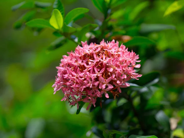 Closeup Rózsaszín Mini Ixora Csészegomba Virágok Zöld Természet Háttérben Rubiaceae — Stock Fotó