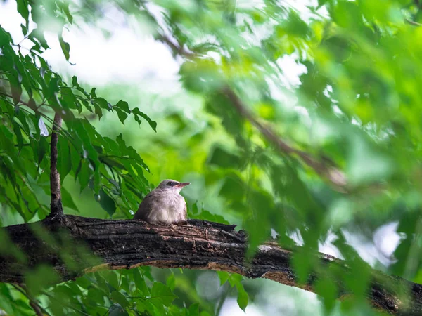 Child Yellow Vented Bulbul Pycnonotus Goiavier Sitting Branch Green Leaves — Stock Photo, Image