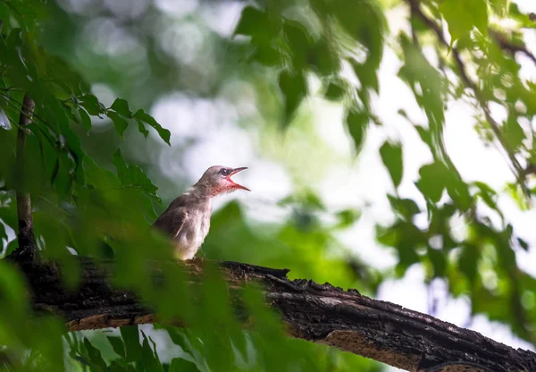 Criança Bulbul Amarelo Ventilado Pycnonotus Goiavier Pedindo Comida Ramo Jardim — Fotografia de Stock