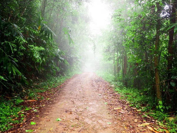 Yolu ile tropikal yağmur ormanlarında yürüyüş Krachan Kaeng Milli Parkı, Tayland, Thailand, sisli. Yemyeşil yeşil orman iz.