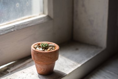 Pencere ve kopya uzayda güneş ışığı ile küçük toprak kap içinde closeup küçük kaktüs (Mammillaria Magnimamma).