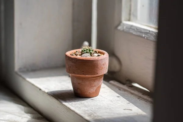 Närbild Liten Kaktus Mammillaria Magnimamma Liten Lerkruka Med Solljus Genom — Stockfoto