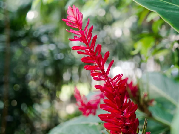 Κόκκινη Πιπερόριζα Alpinia Purpurata Άνθη Έναν Κήπο Φόντο Πράσινο Bokeh — Φωτογραφία Αρχείου