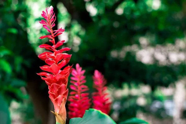 Κόκκινη Πιπερόριζα Alpinia Purpurata Άνθη Έναν Κήπο Φόντο Πράσινο Bokeh — Φωτογραφία Αρχείου