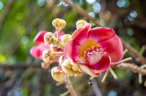 Μπάλα Κανονιού Closeup Couroupita Guianensis Λουλούδια Στον Κήπο — Φωτογραφία Αρχείου