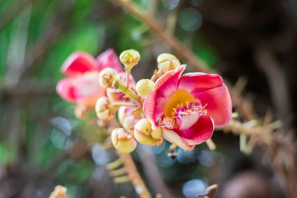 Μπάλα Κανονιού Closeup Couroupita Guianensis Λουλούδια Στον Κήπο — Φωτογραφία Αρχείου