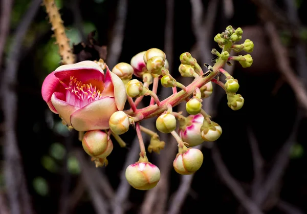 Μπάλα Κανονιού Closeup Couroupita Guianensis Λουλούδια Στον Κήπο — Φωτογραφία Αρχείου