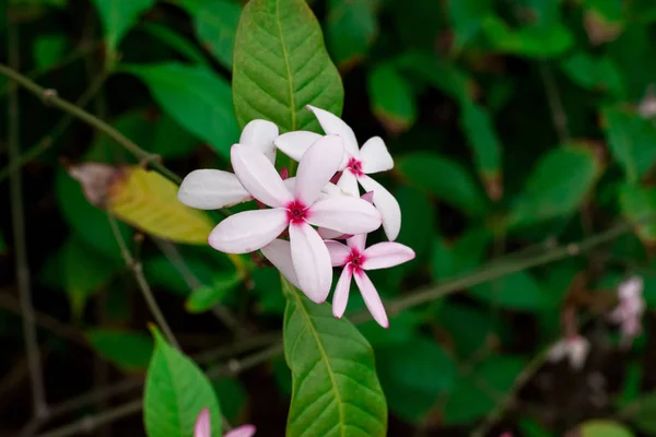 Kopsia Merah Muda Kopsia Fruticosa Bunga Kebun — Stok Foto