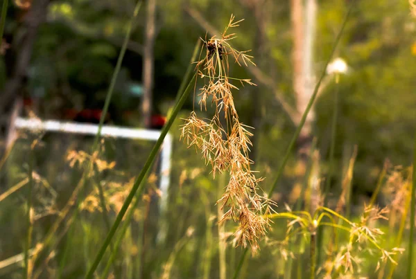 Cyperus Corymbosus Rottb Flowers Golden Sunlight Urban Park — Stock Photo, Image