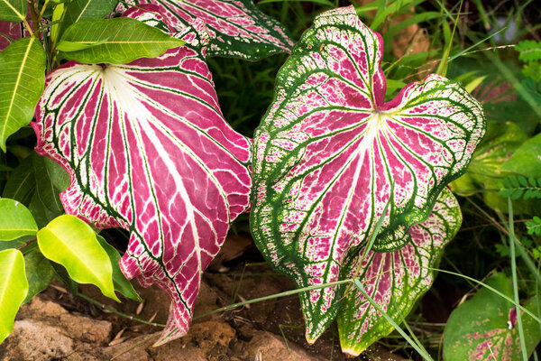 Closeup Pink Elephant ear (Caladium candidum) leaves and green veins.