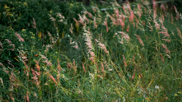 Natal Grass Natal Redtop Ruby Grass Melinis Repens Flowers Blooming — Stock Photo, Image