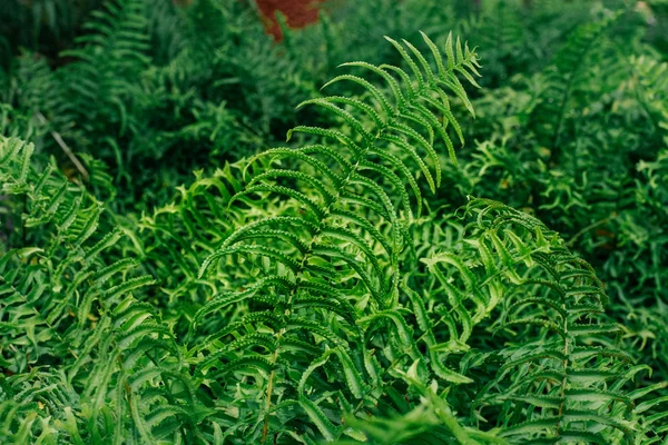 Closeup Fishtail Sword Fern (Nephrolepis cordifolia) in the garden for background.