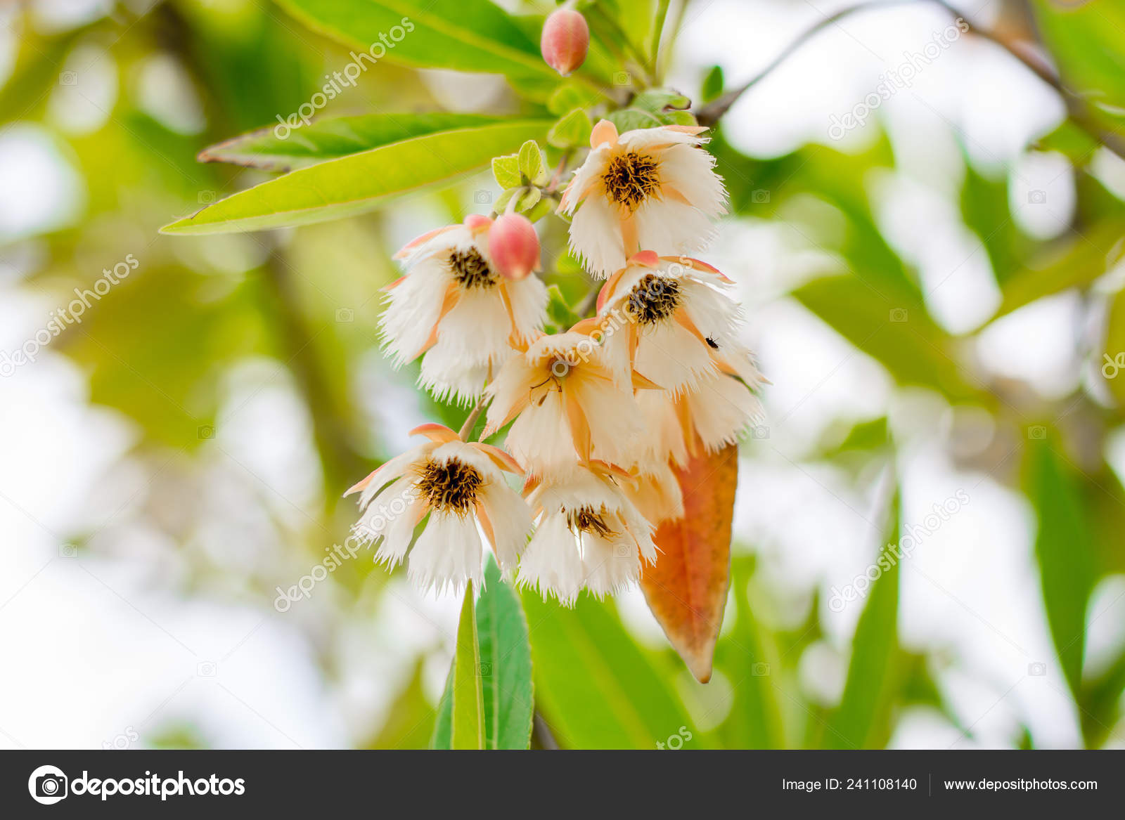 妖精パニエ 都市公園 バンコク タイの花スズランの木 ホルトノキ ハシラ ストック写真 C Supawitsre