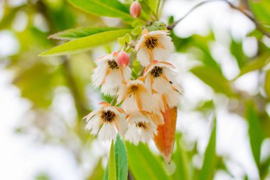 Peri melekleri, Lily vadi ağaç (Elaeocarpus grandiflorus Sm.) çiçekler kentsel Park, Bangkok, Tayland.