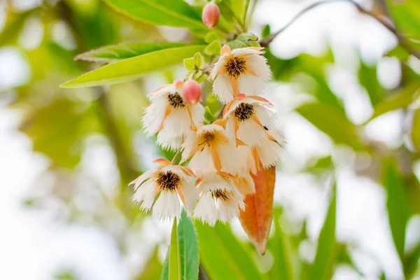 Νεράιδα Μεσοφόρι Κρίνος Της Κοιλάδας Δέντρο Elaeocarpus Grandiflorus Λουλούδια Αστικό — Φωτογραφία Αρχείου