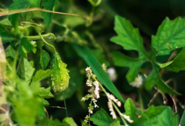 Closeup Bitter kabak, acı kavun (Momordica charantia L.) meyve ağacı alanında üzerinde.