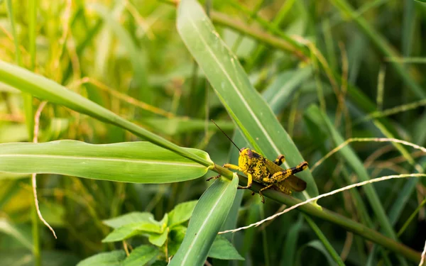 Shorthorned Grasshopper Valanga Nigricornis Sitting Green Leaf Yellow Sunlight Urban — Stock Photo, Image