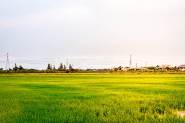 Pirinç çeltik alan sarı güneş ışığı ve yüksek gerilim tower, Bangkok, Tayland ile güzel manzara.