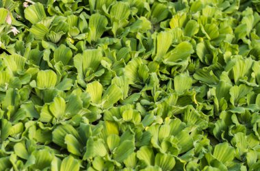 Ortak su sümbül Garden bir havuzda. Yeşil Doğa arka plan.