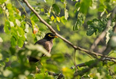 Closeup ortak ağacın arkasına saklanarak Myna (Acridotheres tristis) yaprakları, Tayland.