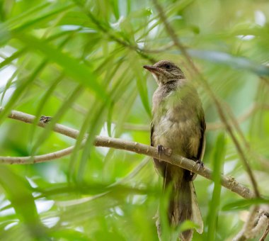 Bir dal, Tayland tıraşlama Closeup çizgi kulaklı bülbül (Pycnonotus blanfordi).