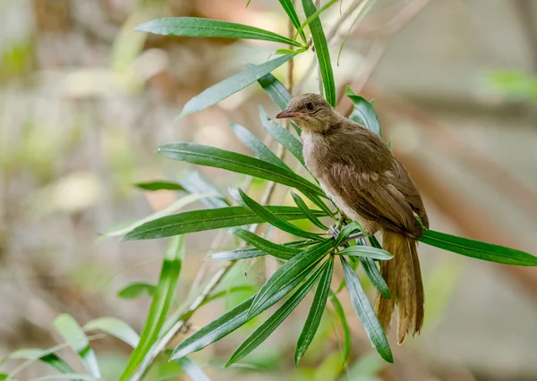 Primo Piano Bulbul Dalle Orecchie Striate Pycnonotus Blanfordi Appollaiato Ramo — Foto Stock