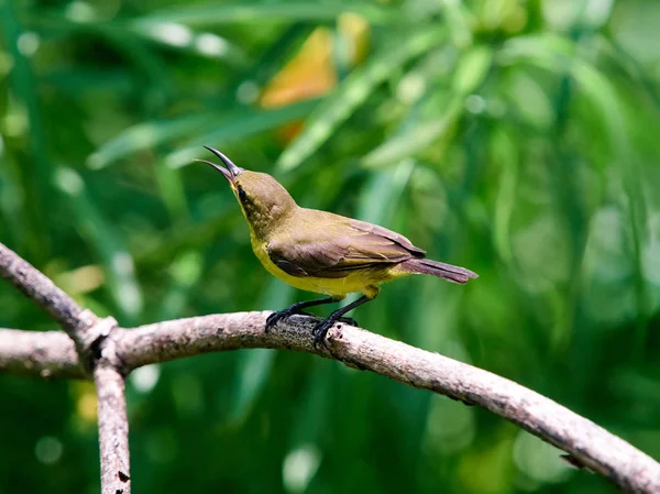 Gros Plans Olive Backed Sunbird Cinnyris Jugularis Femelle Perché Sur — Photo