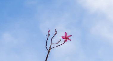 Bulutlar ve mavi gökyüzü ile pembe plumeria çiçek.