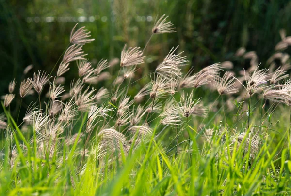 Swollen Fingergrass Chloris Barbata Garden Green Nature Background — Stock Photo, Image
