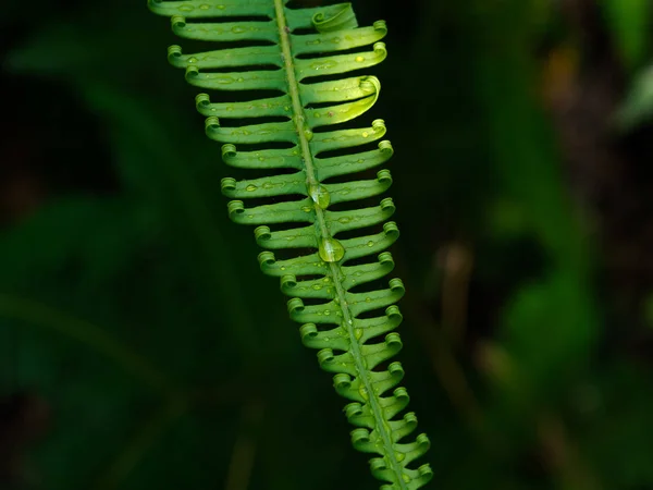 Hojas Helecho Primer Plano Una Selva Tropical Provincia Phetchaburi Tailandia — Foto de Stock