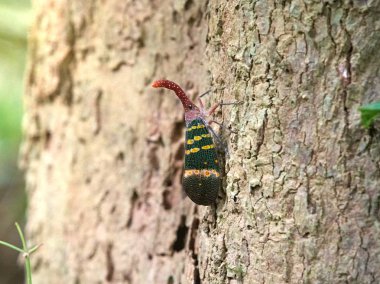 Closeup Fulgorid bug (Fulgorid planthoppers) on tree in Kaeng Krachan National Park, Thailand. clipart