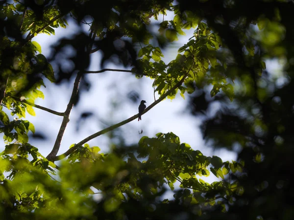 Silhouette Greater Racket Tailed Drongo Dicrurus Paradiseus Parque Nacional Kaeng — Fotografia de Stock