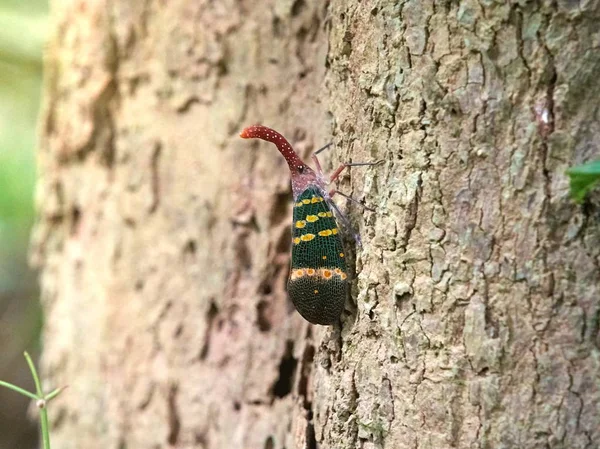Closeup Fulgorid Bug Planaltos Fulgorid Árvore Kaeng Krachan National Park — Fotografia de Stock