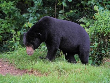 Closeup Malayca Güneş ayı Krachan Kaeng Milli Parkı, Tayland, Thailand (Helarctos malayanus).