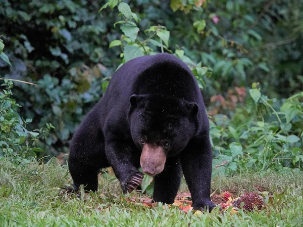 Closeup Malayan Sun Bear Helarctos Malayanus Kaeng Krachan National Park — Stock Photo, Image