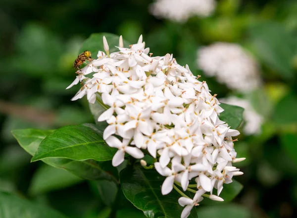 Méhek Sziámi Közelről Ixora Virágok Zöld Természet Háttér Fehér — Stock Fotó