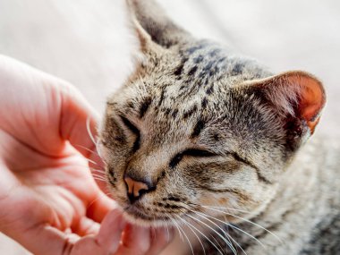 Gri kedi çene tırmalamak. Kedi yüzüne yakın çekim.