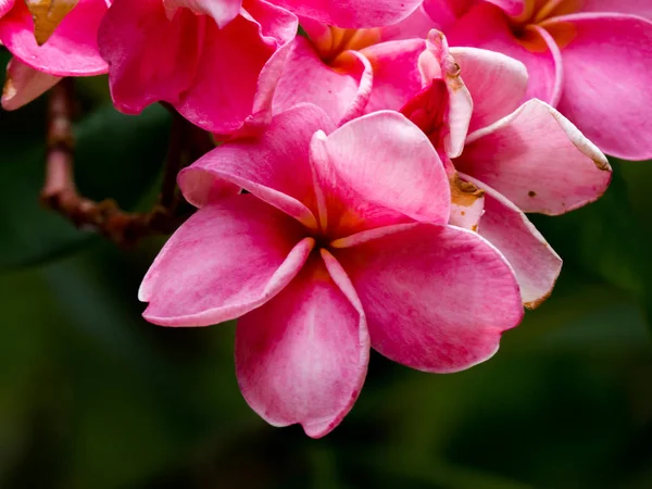 Közelről Rózsaszín Plumeria Virágok Frangipani Trópusi Virágok Háttér — Stock Fotó