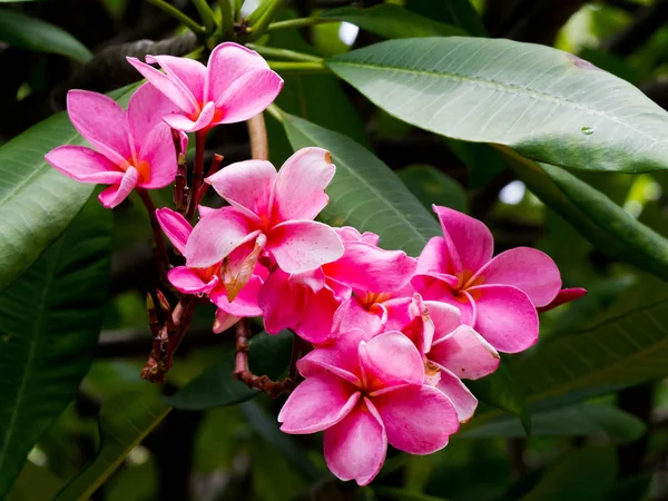 Közelről Rózsaszín Plumeria Virágok Frangipani Trópusi Virágok Háttér — Stock Fotó