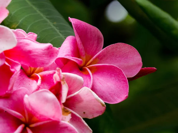 Közelről Rózsaszín Plumeria Virágok Frangipani Trópusi Virágok Háttér — Stock Fotó