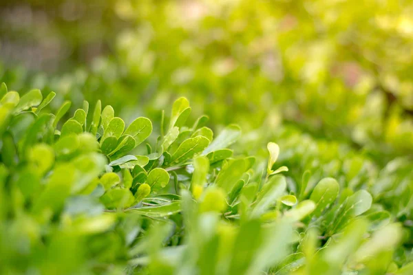 Closeup Malé Zelené Listy Slunečního Světla Pozadí Rozmazané Příroda Bokeh — Stock fotografie