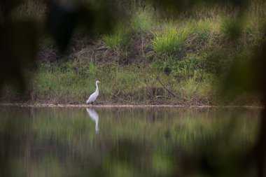 Doğu sığır kuru yaprak dökmeyen orman Rayong, Tayland, rezervuar yakın yeşil çimenlerin üzerinde yürüyüş ak balıkçıl (Bubulcus coromandus).