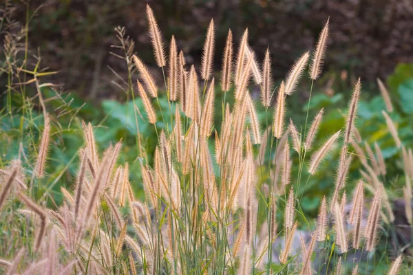 Close Golden Grass Flower Field Dry Evergreen Forest Sunlight Background — Stock Photo, Image