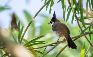 Bir tel üzerinde tıraşlama kırmızı bıyıklı bülbül (Pycnonotus jocosus).