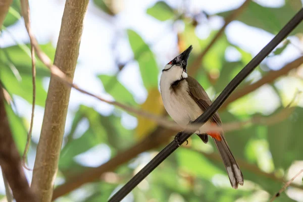 栖息在电线上的红须 Bulbul Pycnonotus Jocosus — 图库照片