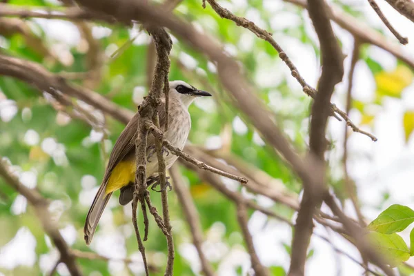 Gul Ventilerade Bulbyl Pycnonotus Goiavier Sittande Gren Med Grön Natur — Stockfoto