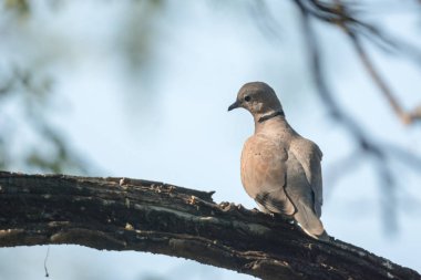 Kadın kırmızı güvercin yakalı (Streptopelia tranquebarica) arka planda mavi gökyüzü ile dal tıraşlama kapatın.