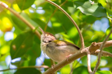 Sarı güneş ışığı ile dal tıraşlama ortak Tailorbird (Orthotomus sutorius).
